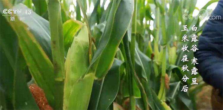 “秋收”收什么？白露谷，寒露豆，玉米收在秋分后
