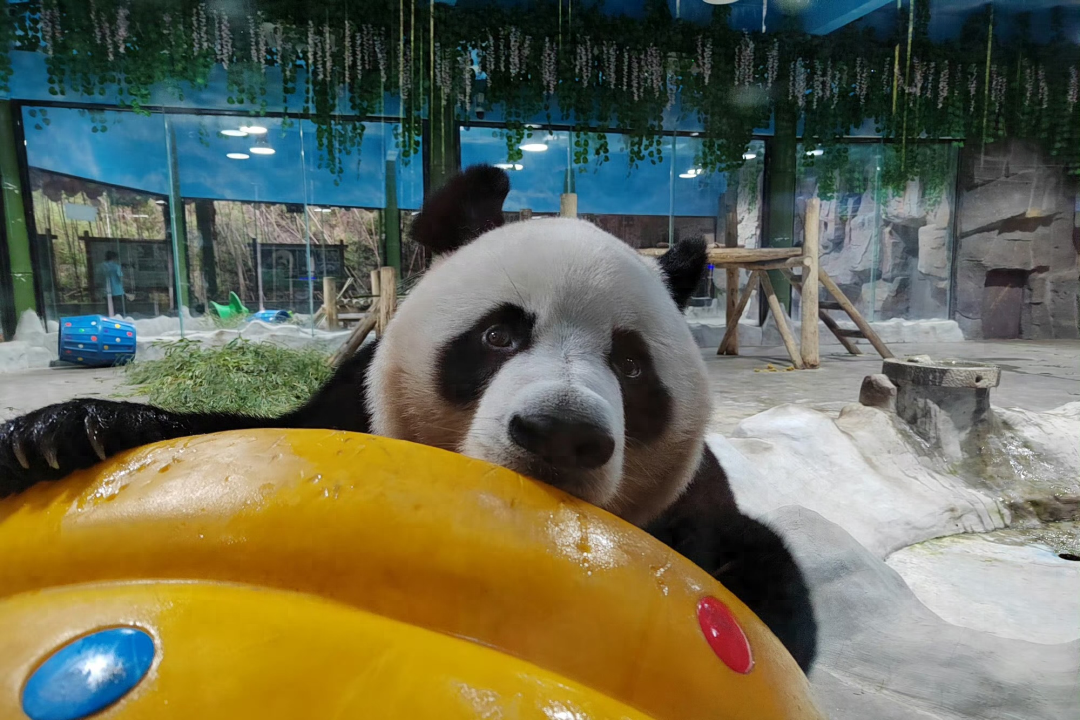 洛阳栾川竹海野生动物园再放大招：省外游客全免费，省内游客免门票