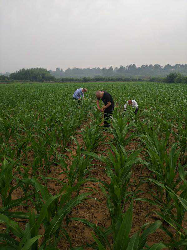 外来农业害虫在信阳市出现，可能侵入豫中地区，发现后请立刻报告