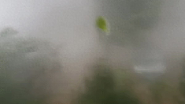 直击｜“杜苏芮”登陆街边大树连根拔起，第6号台风生成