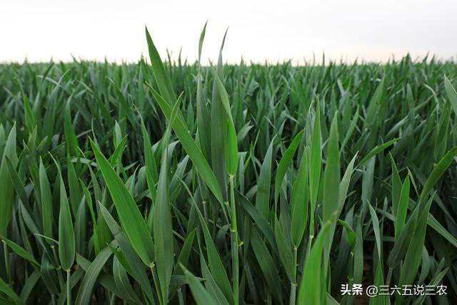 “最怕二月廿八是雨天”，今日二月廿八，下雨啥说法？看农谚咋说