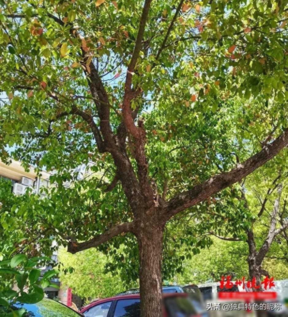 别碰！快躲开！福州街头大量出现！